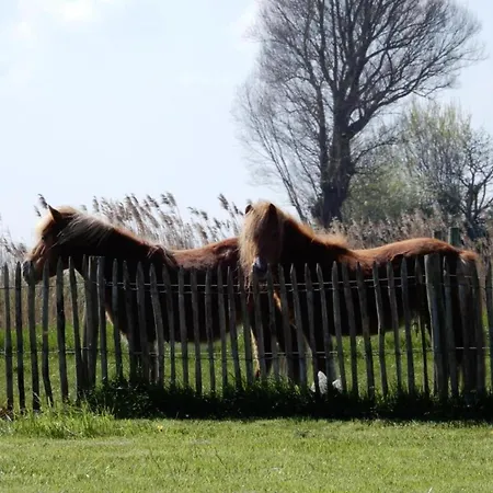 In Koksijde For 5 Persons Lägenhet *